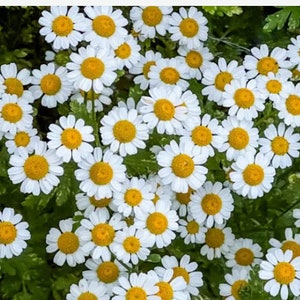 UK only -Fresh feverfew herb, Tanacetum parthenium x 20g for use in tinctures, herbal tea blends, oils, salves, poultices,compresses