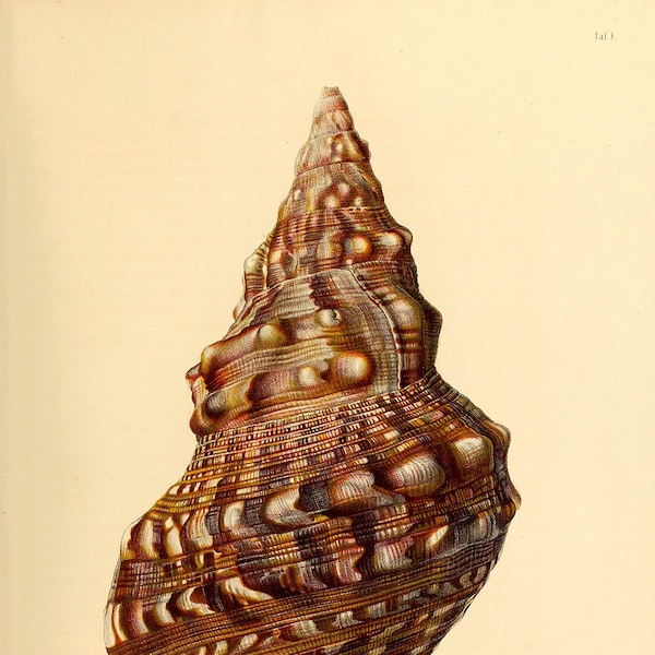 Vintage Seashell Art - Etsy