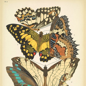 May include: A vintage illustration of four butterflies with intricate wing patterns. The butterflies are arranged in a layered composition, with the top butterfly partially obscured by the others. The butterflies are depicted in shades of brown, yellow, black, white, and blue.