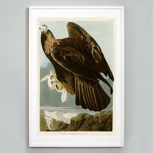 Golden Eagle Print, Birds of America, John James Audubon, Eagle Art Print,  Museum Quality Print, Giclee Art Print