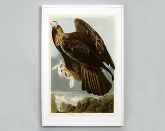 Golden Eagle Print, Birds of America, John James Audubon, Eagle Art Print,  Museum Quality Print, Giclee Art Print