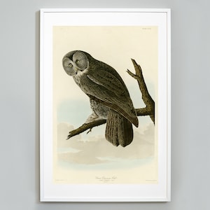 Great Cinereous Owl Print, Birds of America by John James Audubon, c. 1827,  Wall Art, Museum Quality Art Print