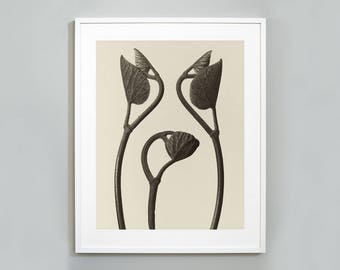 Lámina botánica de Karl Blossfeldt: Tallos de Aristolochia, fotografía vintage