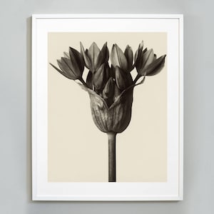 Karl Blossfeldt: Masterworks | カール・ブロスフェルト