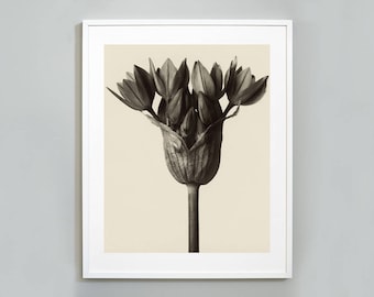 Puede incluir: Una fotografía en blanco y negro de un capullo de flor con pétalos que se despliegan. La flor está enfocada contra un fondo beige claro.
