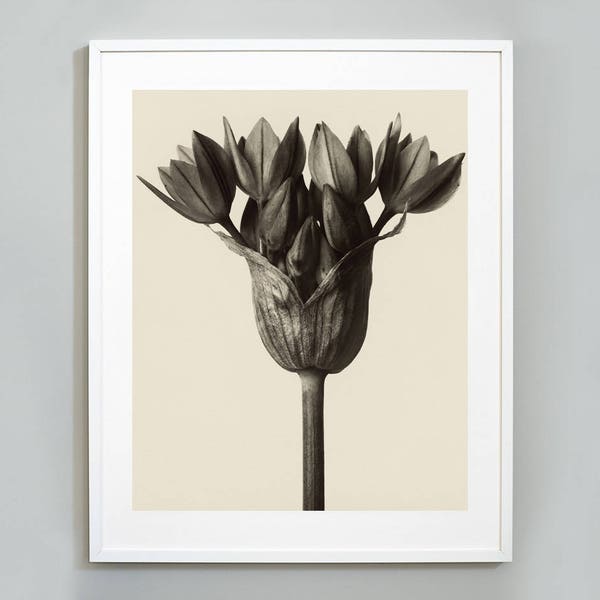 Karl Blossfeldt Print, Botanical Photography Art Print, Art Forms in Nature, Vintage Photography, 1928, Museum Quality Wall Art