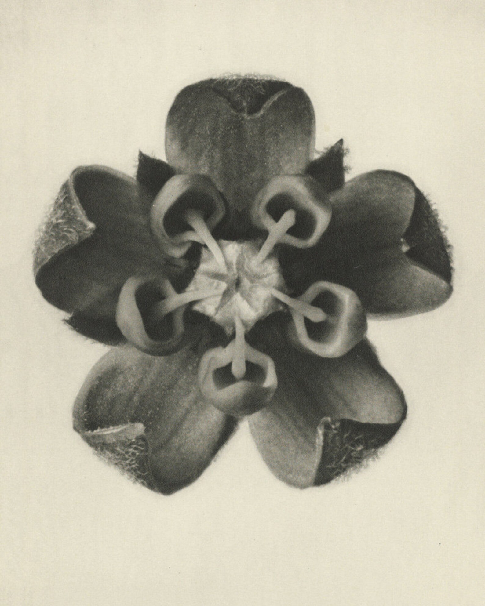 Karl Blossfeldt Art Forms In Nature Botanical Photography Etsy