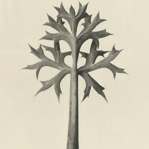 Karl Blossfeldt, Art Forms in Nature, Botanical Photography Art Print, Vintage Photography, 1928, Eryngium Bourgatii, Museum Quality Art image 2