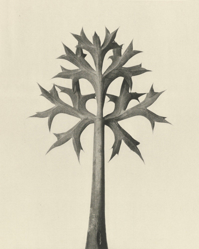 Karl Blossfeldt, Art Forms in Nature, Botanical Photography Art Print, Vintage Photography, 1928, Eryngium Bourgatii, Museum Quality Art image 2