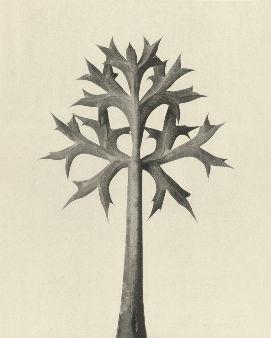 カール・ブロスフェルト　写真 Karl Blossfeldt / カール・ブロスフェルト - Ko Yamada (山田亘