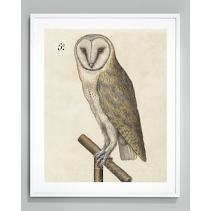 Barn Owl Art Print: c. 1560 Vintage Giclee Print