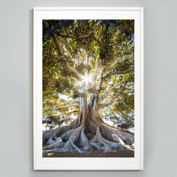 Tree of Life Print, Wall Art, Inspirational Photo, Fine Art Photography, Museum Quality Photo Print