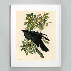Black Raven Print, Birds of America by John James Audubon, Animal Print, c. 1827,  Museum Quality, Giclee Art Print