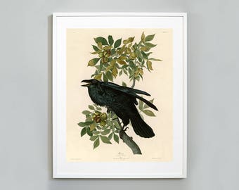 Audubon Black Raven Print: Birds of America Giclee Art