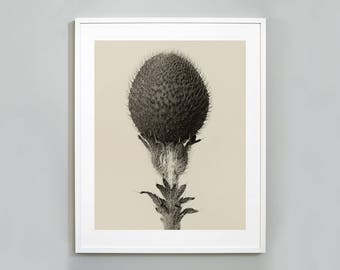 Botanical Photography Art Print, Art Forms in Nature, Karl Blossfeldt, Vintage Photography, 1928, Museum quality, Wall Art