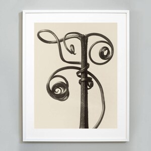 Karl Blossfeldt Print, Art Forms in Nature, Botanical Photography Art Print, Vintage Photography, 1928, Museum Quality Wall Art