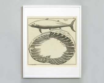 May include: A black and white illustration of a shark and its teeth. The shark is swimming above a circle of teeth. The image is framed in a white frame.