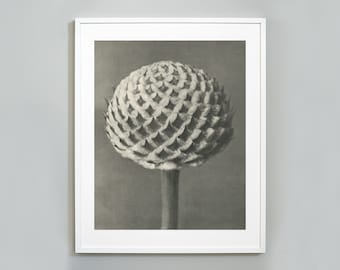 Puede incluir: Una fotografía en blanco y negro de un capullo de flor con un patrón geométrico. El capullo es redondo y tiene un tallo largo.