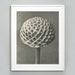 see more listings in the Karl Blossfeldt section