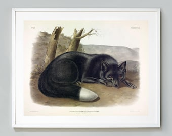 Stampa Audubon Black Silver Fox: arte giclée di storia naturale d'epoca