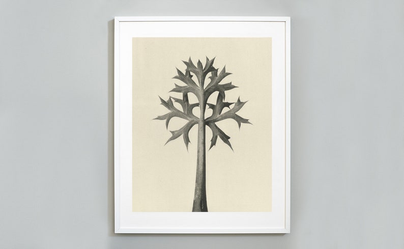 Karl Blossfeldt, Art Forms in Nature, Botanical Photography Art Print, Vintage Photography, 1928, Eryngium Bourgatii, Museum Quality Art image 1