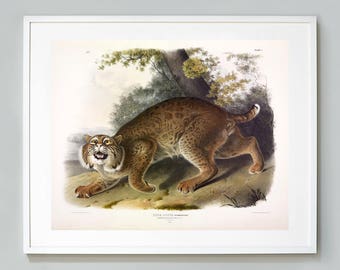 Audubon Lynx Print: Vintage Wild Cat Giclee Art