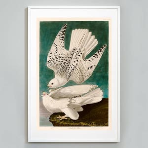 Iceland Falcon Print, Birds of America by John James Audubon,  c. 1827,  Museum Quality, Giclee Art Print