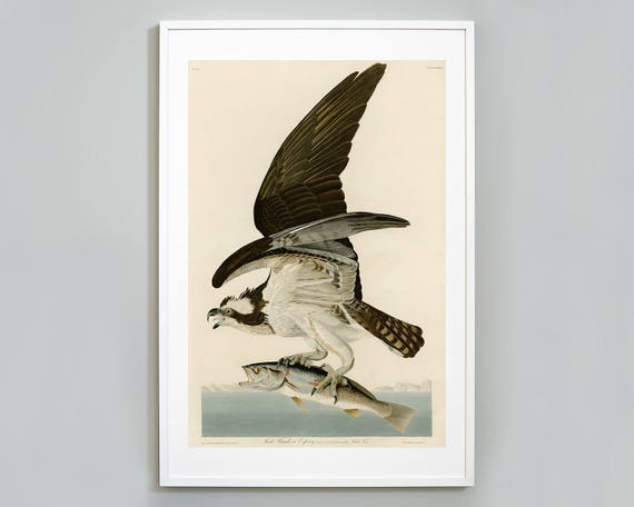 Fish Hawk Osprey Print, Birds of America by John James Audubon, Wall Art,  C. 1827, Museum Quality, Giclee Art Print -  Ireland