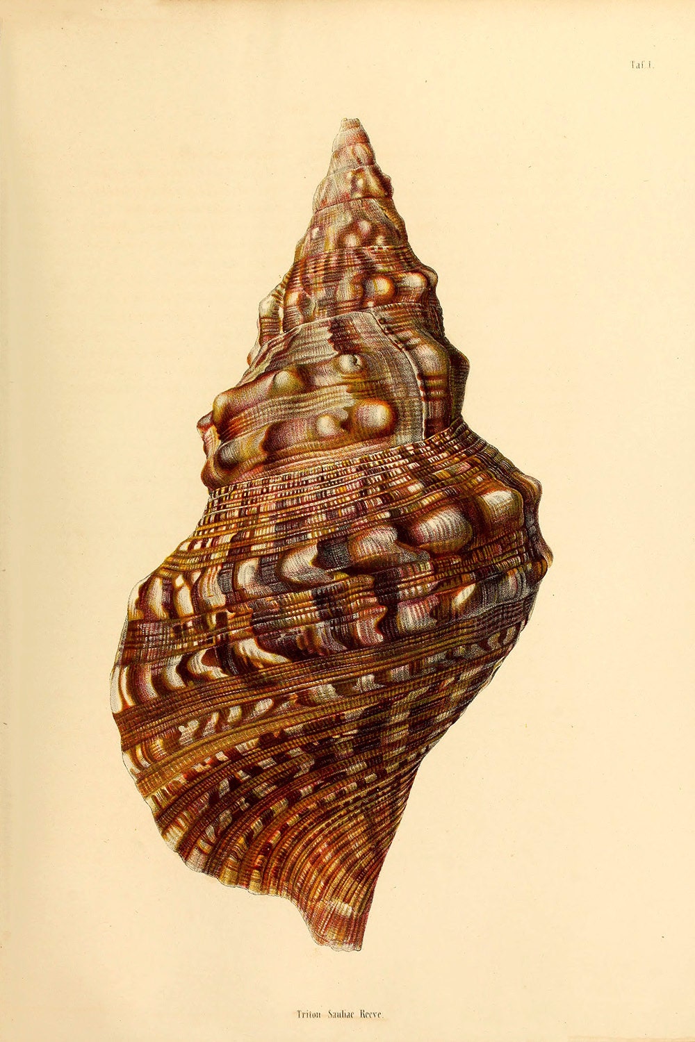 Vintage Seashell Illustration Print c. 1869 Museum Etsy