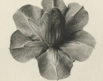 Karl Blossfeldt Cobea Scandens Art Print: Botanical Photography - Etsy