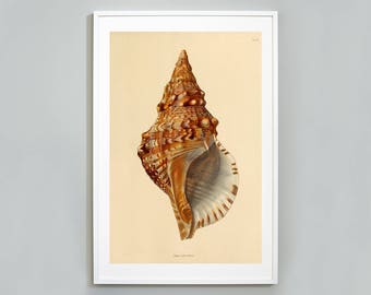Vintage Seashell Illustration Art Print: Marine Life Giclee
