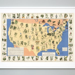 Impressão de mapa de plantas medicinais, impressão de plantas nativas dos Estados Unidos, medicina natural, naturopatia, qualidade de museu, gráfico educacional de saúde