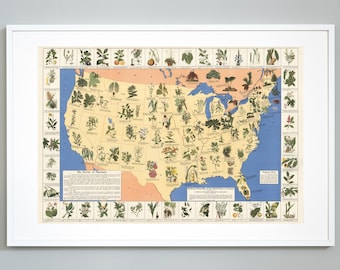 Medicinal Plant Map Print, Native Plants of United States Print, Natural Medicine, Naturopathy, Museum Quality, Health Educational Chart