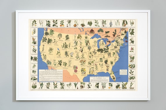 Impression de carte de plantes mdicinales : plantes naturopathes indignes  des tats-Unis, qualit muse - Etsy France