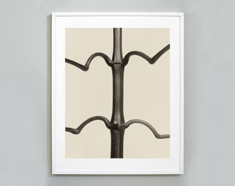 Karl Blossfeldt Art Forms in Nature Print, Botanical Photography Art Print, Vintage Photography, 1928, Museum Quality, Wall Art