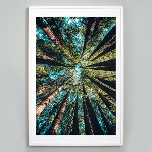 Forest Tree Print: Nature Photography, Museum Quality Wall Art