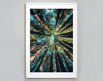 以下が含まれることがあります： 森の天蓋を見上げて、高い木の幹が明るい青い空に向かって伸びている様子がわかります。