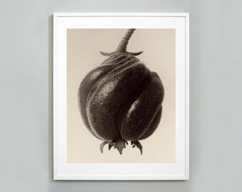 Puede incluir: Una fotografía en blanco y negro de primer plano de una sola fruta redonda, espinosa y texturizada.