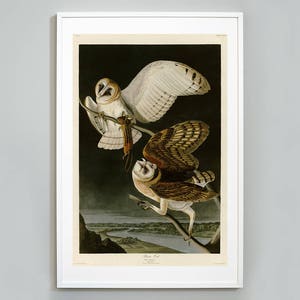 Barn Owl Print, Birds of America by John James Audubon, Wall Art, Museum quality, Giclee Art Print