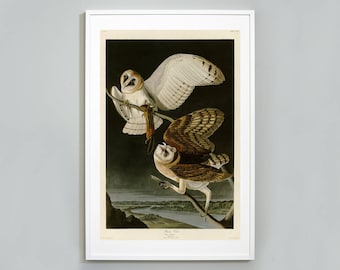 Impresión de lechuza común de Audubon: arte mural giclée de aves de América