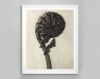 Karl Blossfeldt Print, Art Forms in Nature, German Ostrich-fern, Botanical Photography Fine Art Print, 1928, Museum Quality, Wall Art