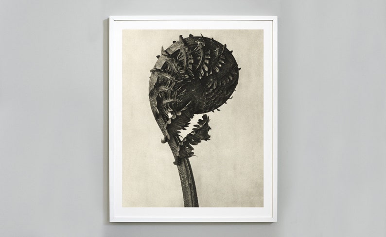 Karl Blossfeldt Print Art Forms in Nature German - Etsy