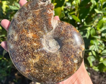 1.3 Lbs whole Ammonite Fossilized Display with Tentacle Impressions - 5.8 inches tall // fossil