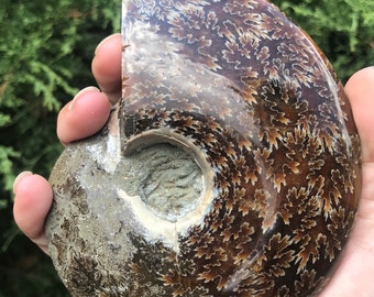 Medium Ammonite Fossil !! Weighs  12 oz !! Incredible maple leaf pattern  // about 4.5 inches tall !! (334 grams ! )