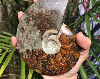 Whole Ammonite Fossil - 1.1 lbs - Incredible maple leaf pattern // zen home decor // 5.5inch crystal display