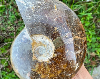 Extra Large Ammonite Fossil Display - 3.1 lbs - with Maple leaf patterns  Comes with display stand ! // 7.5 inches tall