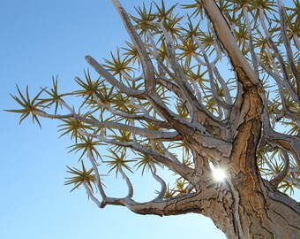 Items similar to Tree photography, Turquoise tree, Nature photography ...