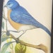see more listings in the Tiere section