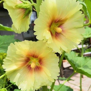 Rose trémière jaune, graines, semence, fleurs, primerose, alcea, vivaces, jardin, jardinage, plante, extérieur, pollinisateurs, blancquartz