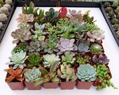 3 potted Succulents 2 quot POTTED succulents Assorted Succulent plant Collection WEDDING FAVORS